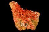 Bright Orange Crocoite Crystal Cluster - Tasmania #171678-2